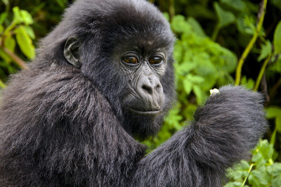 All About Famous Gorillas