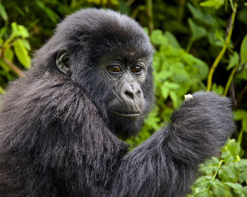 All About Famous Gorillas