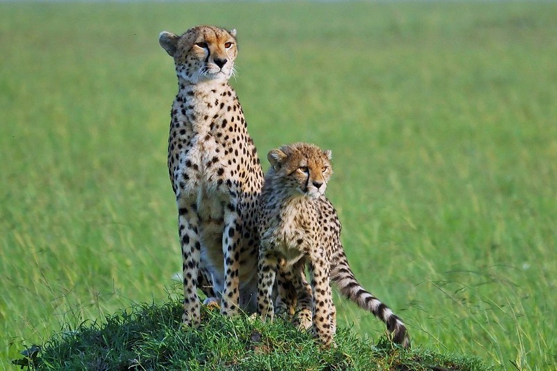 Attractions In Kenya for Wildlife Safaris